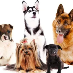 Cães & Cia.