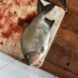 Compra de peixes