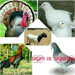 🐓 criações de aves🦢🪽