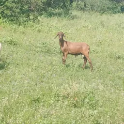 Rifa de um borrego santhinez