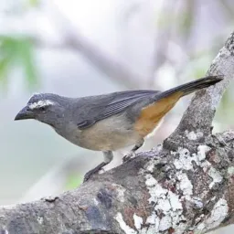 TRINCA FERRO BAHIA