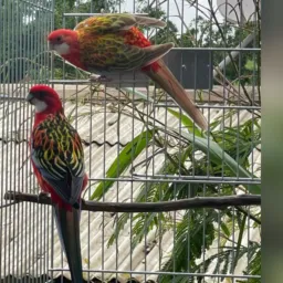 CASAL DE ROSELA MACHO OPALINO 22 FÊMEA OPALINA 24 CASAL REPRODUTOR 🍀