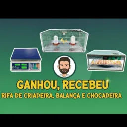 RIFA CRIADEIRA DE PINTINHOS E CHOCADEIRA 🐥