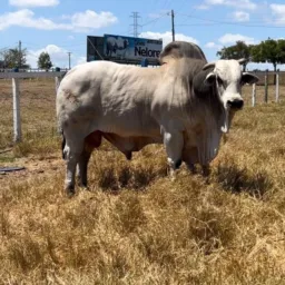 Agropecuária Rondônia