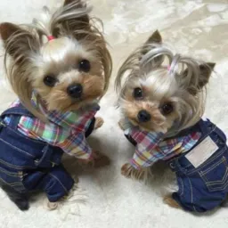 CANIL DE VENDAS E ADOÇÃO DE ANIMAIS DE ESTIMAÇÃO ADOTE UM PET ISSO E UM ATO DE AMOR E CARINHO !.🐶🦆🐱🐥