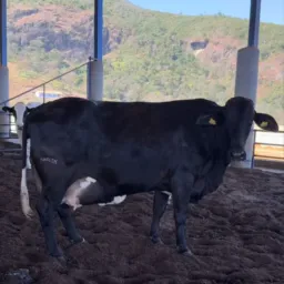 Vendas de animais na região da Bahia