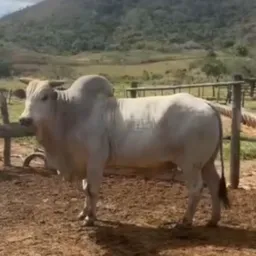 GRUPO NEGÓCIOS AGRO /Rifas ✅🚀🐮