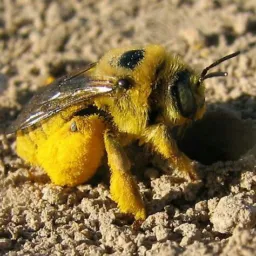Abelhas sem ferrão.