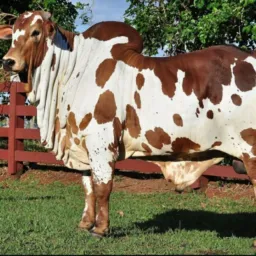 COMPRA E VENDA DO AGRO