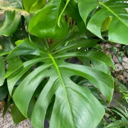 FLORESÇA:Plantas mudas trocas,vendas e doações 🌵🪴🌾💐🪻🪴🌺🌸🪻🌾☘️🌿🍀🌸🌼🌱🏵️🌰