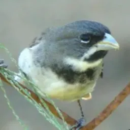 O bruxo e irmão amigos vendas e trocas de aves
