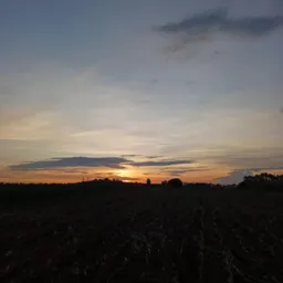 Vendas de gado 🐂