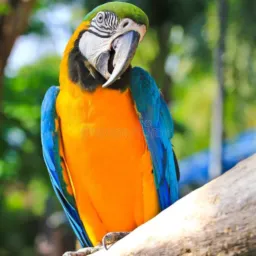 ARARA DIVULGAÇAO🦜