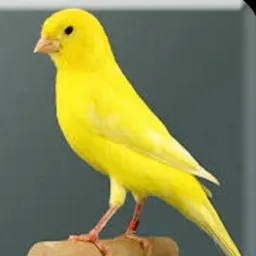 Canário belga