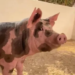 Criadores de suinos do Alto Tietê