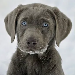 IMITADOR CACHORRO MS