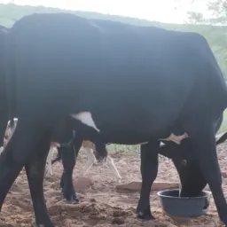 RIFA DE UM BOI TORINO= ADM RAFAELA DO BREJO