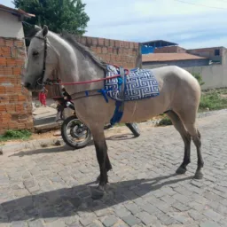 Rifa de um cavalo bom dê argolinha 🐴⛩️