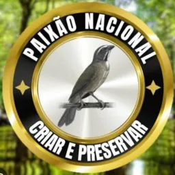 PASSARINHO SO DDD 31