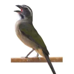 Grupo pra assobiar 🐦⬛🐦⬛🐦⬛🐦⬛🐦⬛