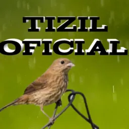 Só 31 região de Justinópolis e venda nova(todos os pássaros)