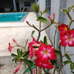 Rosa do deserto