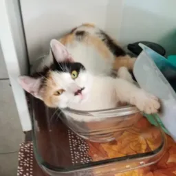 Todos por uma vida gatos da Mhary qualquer ajuda é bem vinda😻