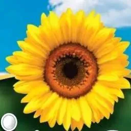 Nos ~girasol~🌻