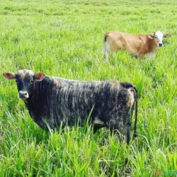 COMPRA E VENDA DE GADO REGIÕES PR 🐄🐂