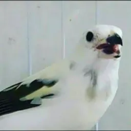 Faça rolo e amigos NT_ SG