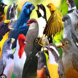 Criadores 079 🐦