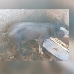 Rifa de um leitão