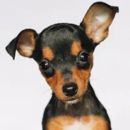 CACHORRO PINSCHER