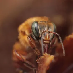 Abelhas Nativas dos Biomas Brasileiros