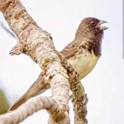 🦅CRIADOR OFICIAL🌳
