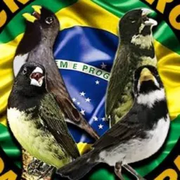 SÃO GONÇALO OS MELHORES ROLOS🦅