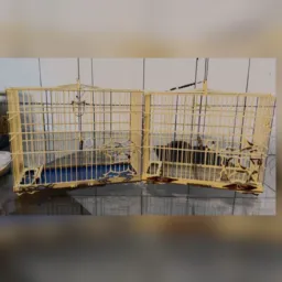 Rifa Gaiola dos Criadores MBA
