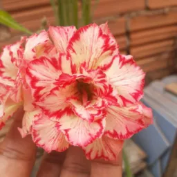 Compra e vendas e doaçao de plantas🌹🌹