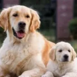 Amo meu pets( Achadinhos preço bom)