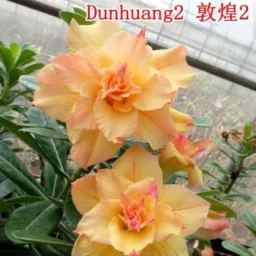 🌹Dailza flores 🌹