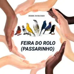 FEIRA DO ROLO PASSARINHO e Olx do ES