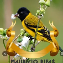 🇧🇷Maurício rifas🇧🇷