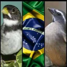 O Rolo nao pode parar 🦅