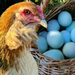 Ovos caipira & coisas da roça Altamira 🪺🐣🐥🐓