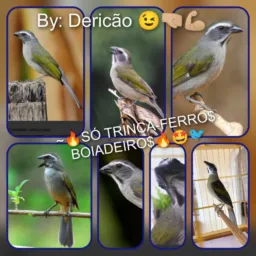 ~🔥SÓ TRINCA-FERRO$ BOIADEIRO$🔥🤩🐦