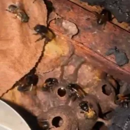 Sorteio de 2 enxames de Uruçu Boi🐂 🍀🐝