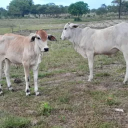 RIFA