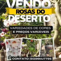 Rosas Do Deserto, Plantas Em Geral🪴💐🌷🌹🌸🌺🌻🌼🌵🎍