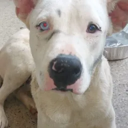 ABANDONADO VIVE ENCOLHIDO COM MEDO