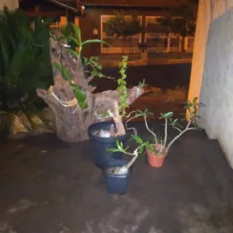 APAIXONADOS POR PLANTAS